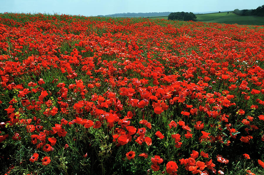 Common Poppies In Field, Chicklade, Wiltshire, England Photograph by