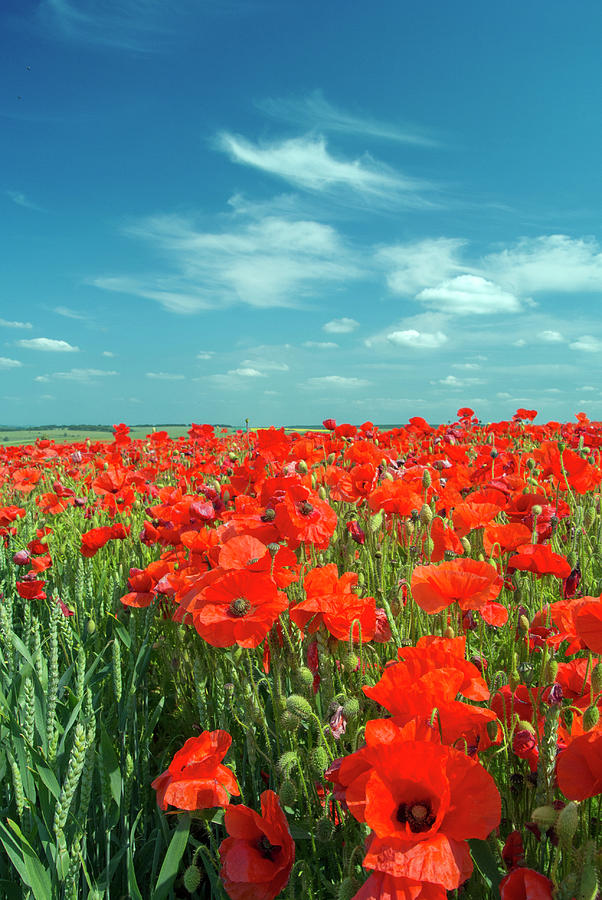 Common Poppy Field, Wiltshire, Uk, July Photograph by David Kjaer ...