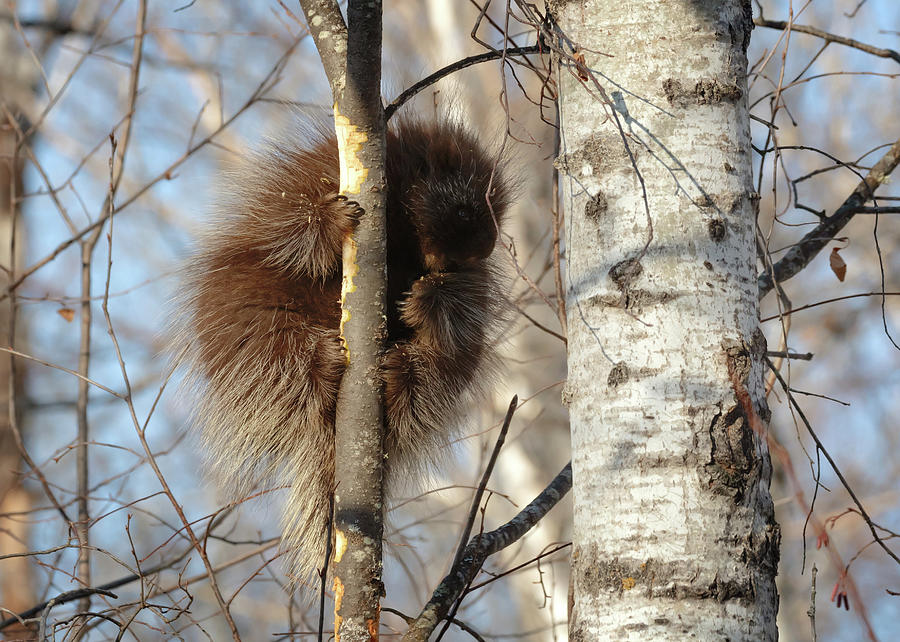Common Porcupine Photograph by Susan Rissi Tregoning