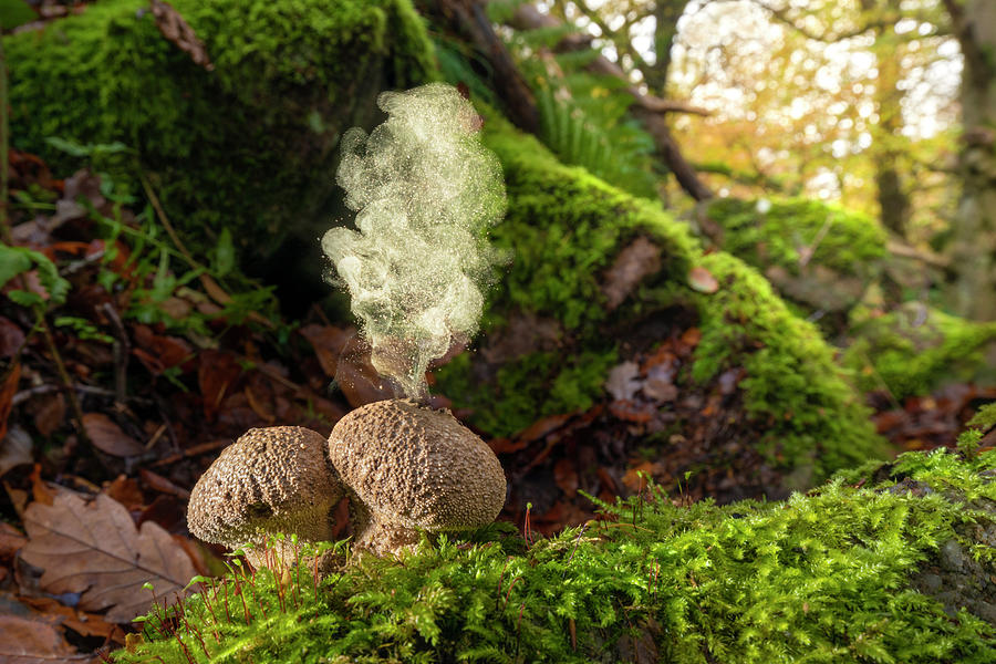 common-puffball-fungus-emitting-spores-peak-district-uk-photograph-by