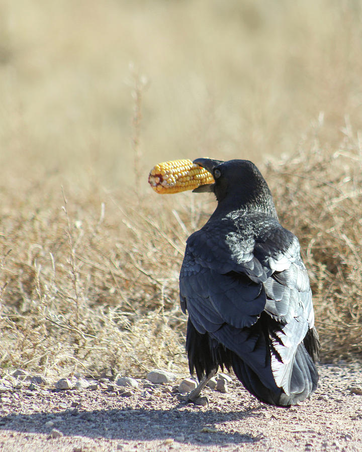 Common Raven And Dry Corn On The Cob Photograph By Jennifer Gonzales