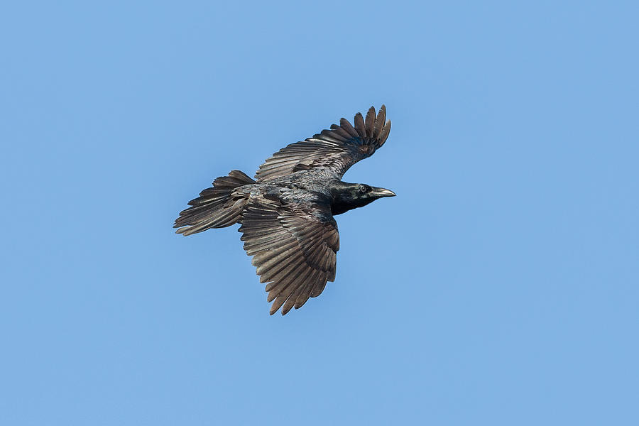 Bird Photograph - Common Raven In Flight by James Zipp