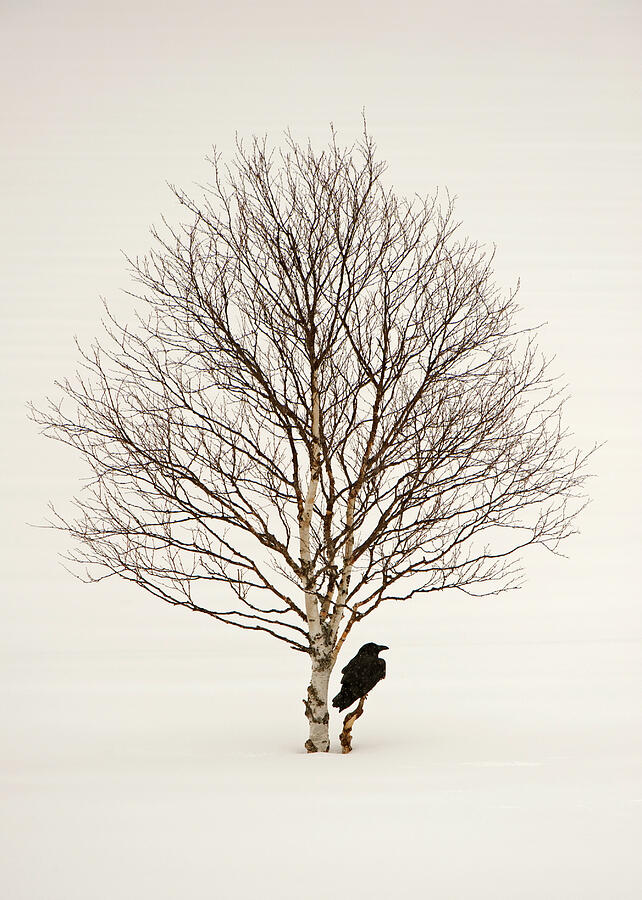 Common Raven In Snow, Finland. Photograph by Lassi Rautiainen / Naturepl.com Common Raven In Snow, Finland. Photograph by Lassi Rautiainen / Naturepl.com