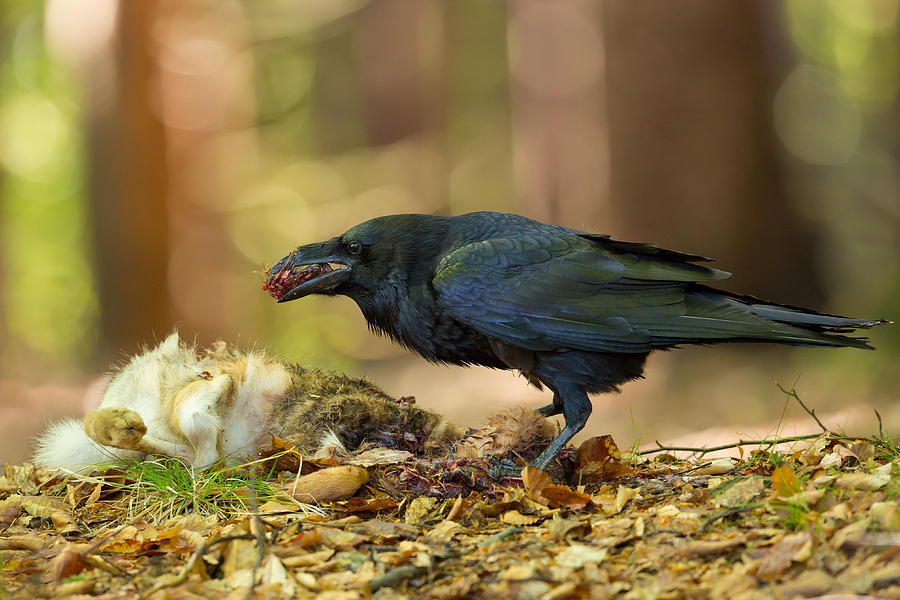 Wildlife Photograph - Common Raven by Milan Zygmunt
