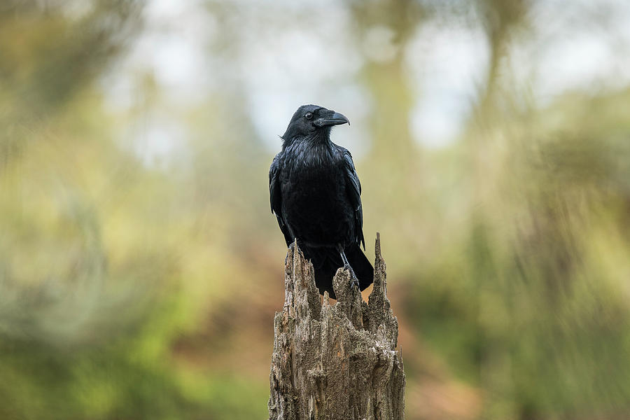 Common Raven Photograph by Robert Potts