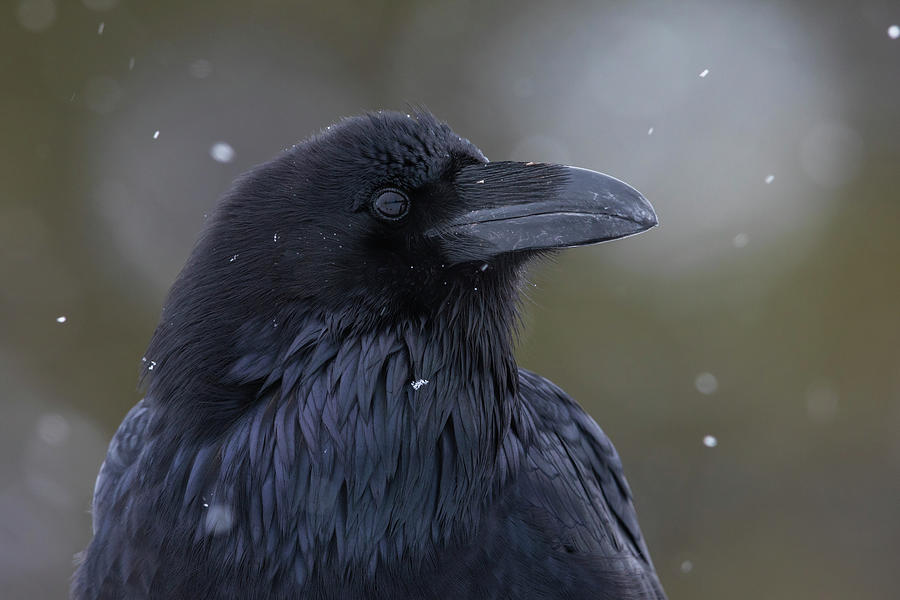 Common Raven, Winter Close-up Photograph by Ken Archer | Pixels