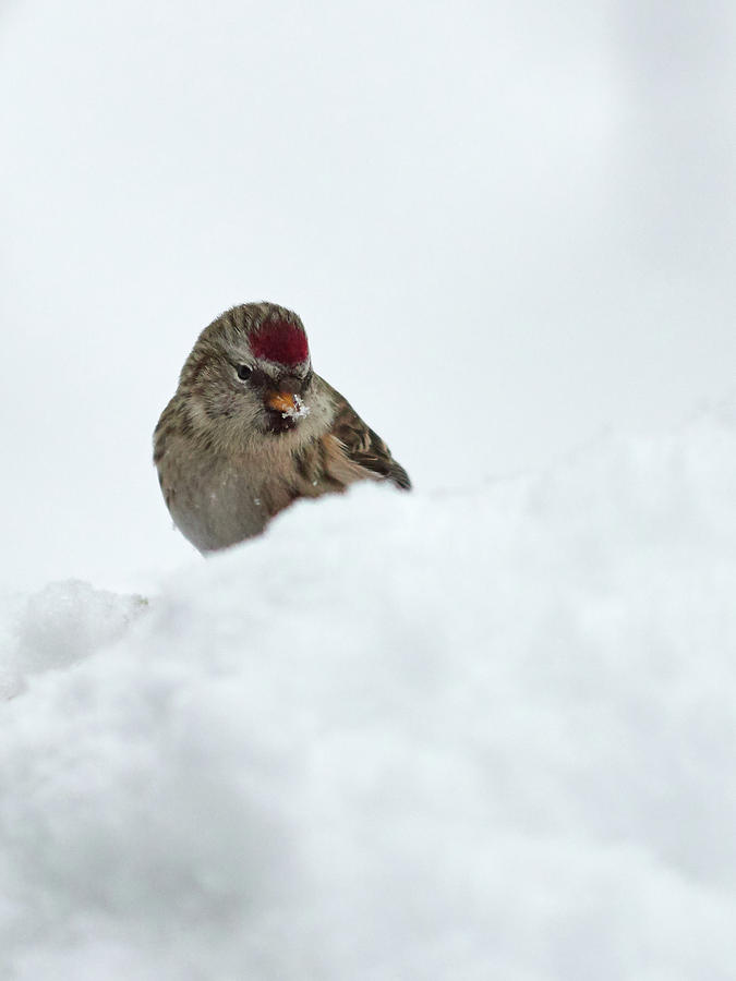 Common redpoll behind the snow Photograph by Jouko Lehto
