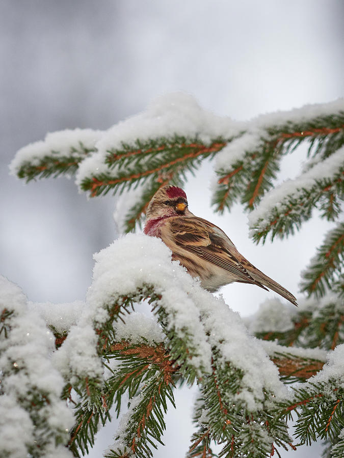 Common redpoll winter portrait Photograph by Jouko Lehto