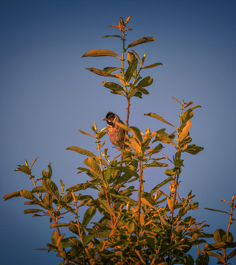 Common reed bunting #i8 Photograph by Leif Sohlman