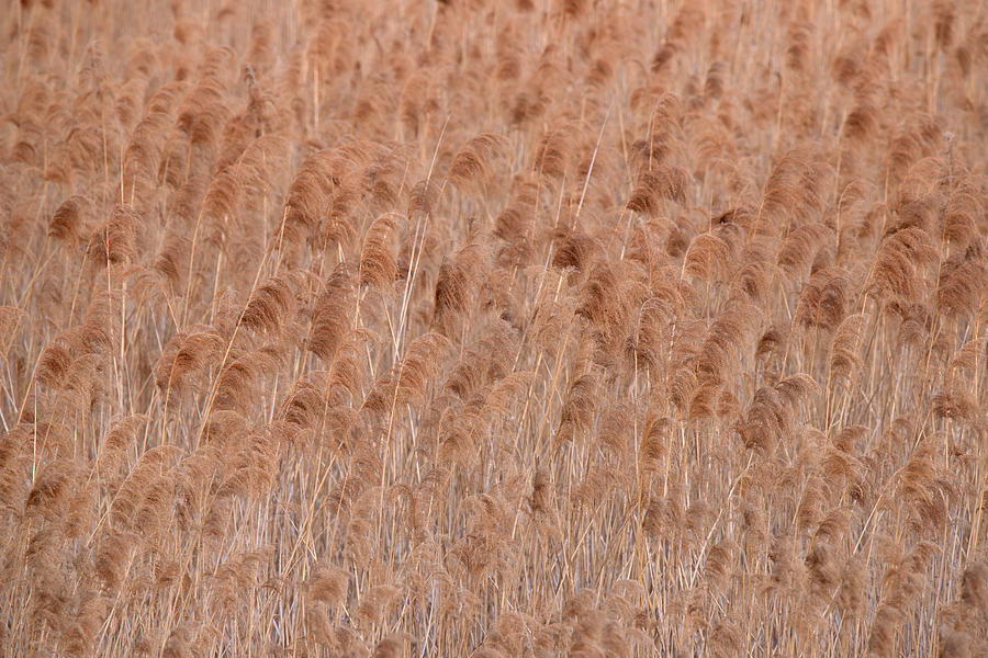 Common Reed Photograph by Peter Krenek