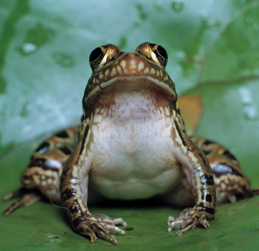 Common River Frog   South Africa Rana Photograph by Nhpa