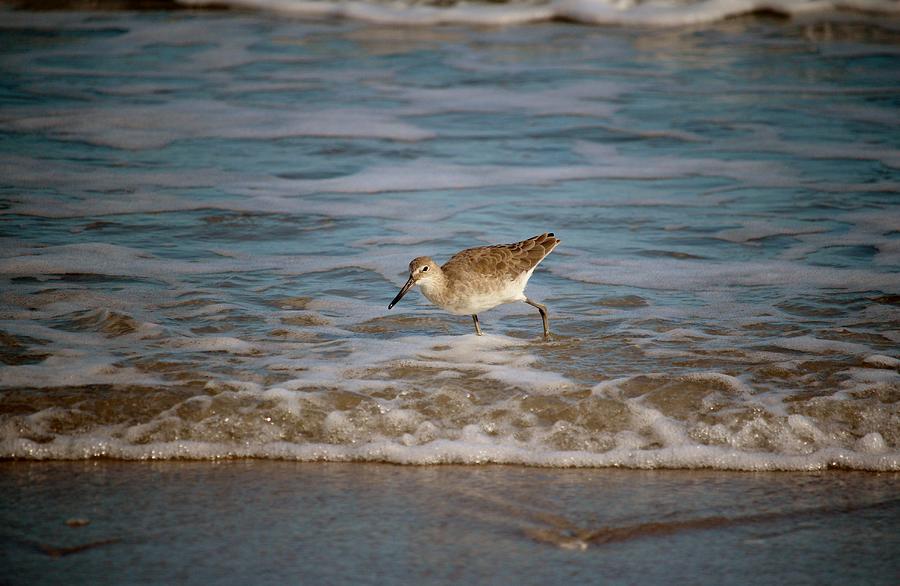 Common Sandpiper Photograph by Cynthia Guinn