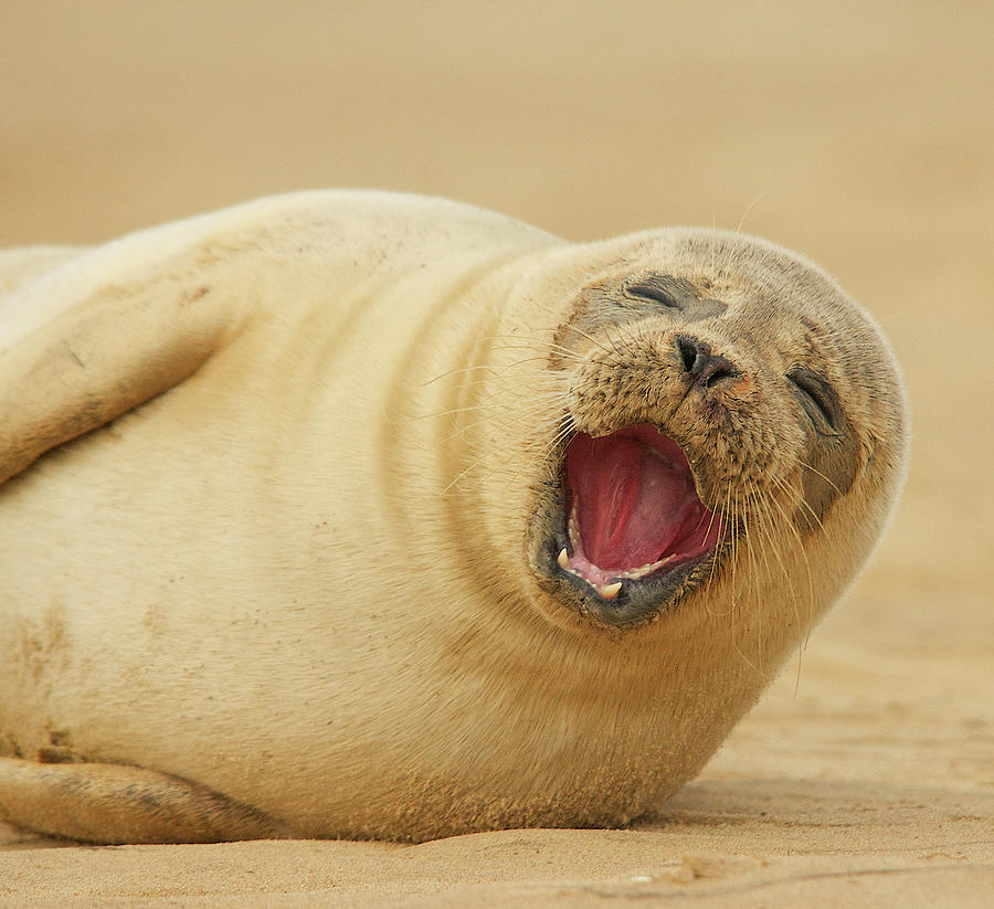Animal Photograph - Common Seal by Copyright Alex Berryman