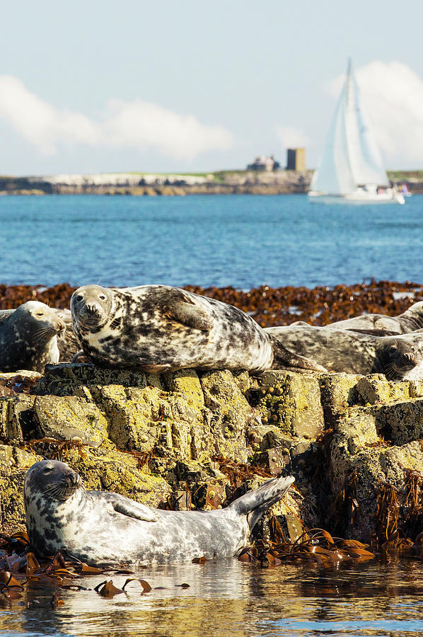 Wildlife Photograph - Common Seals, Phoca Vitulina, On The Farne Islands, Northumberland, Uk, With A Sailing Boat Behind. by Cavan Images