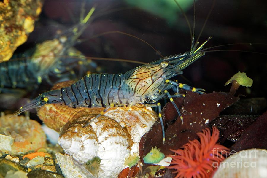 Wildlife Photograph - Common Shrimp by Dr Keith Wheeler/science Photo Library
