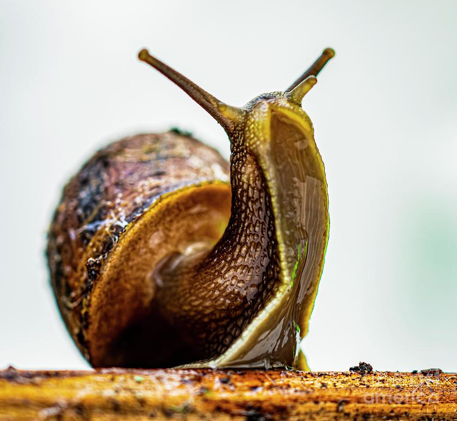 Common Snail Photograph by Ian Gowland/science Photo Library - Fine Art ...