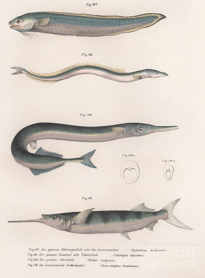 Common Snake Fish. Common Sand Eel by Print Collector