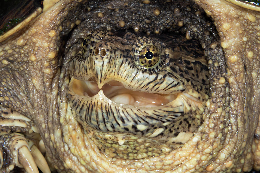 Common Snapping Turtle Chelydra Photograph by Ivan Kuzmin