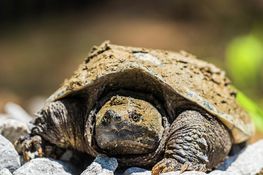 Common Snapping  Turtle  Photograph by Jordan Hill