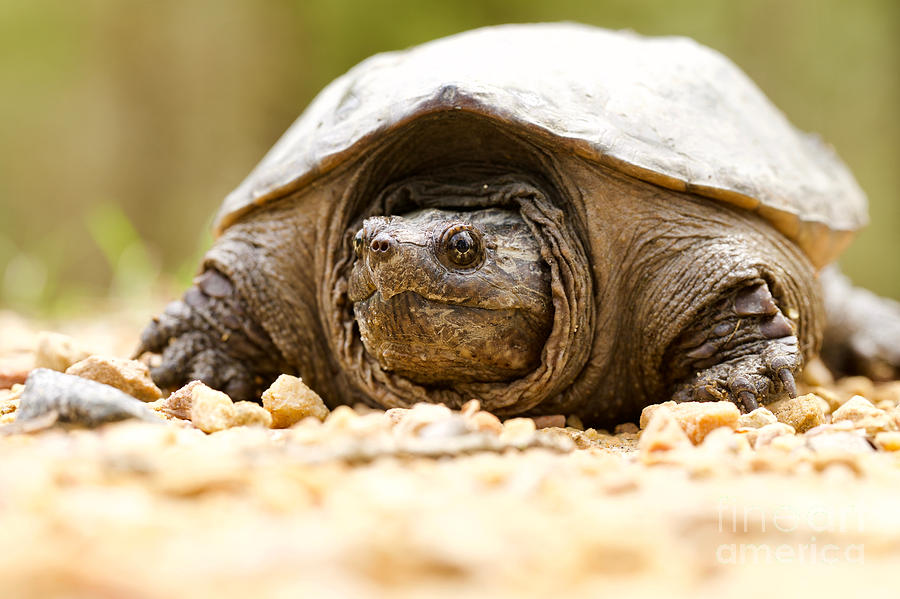 Common Snapping Turtle Juvenile Photograph by Rachel Morrison - Pixels