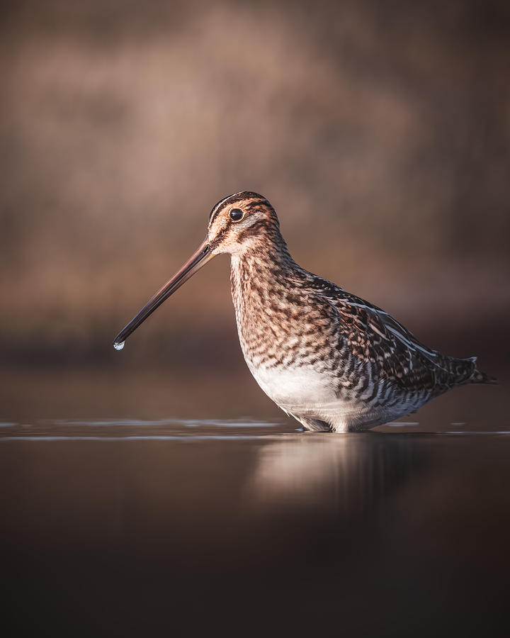 Nature Photograph - Common Snipe In Evening Light by Magnus Renmyr