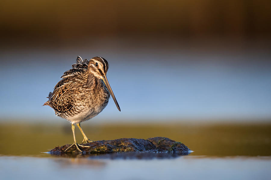 Wildlife Photograph - Common Snipe by Magnus Renmyr
