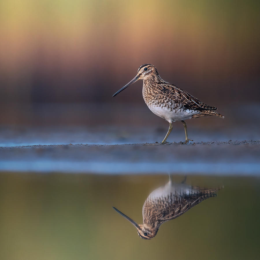 Wildlife Photograph - Common Snipe With Reflection And Colorful Background by Magnus Renmyr