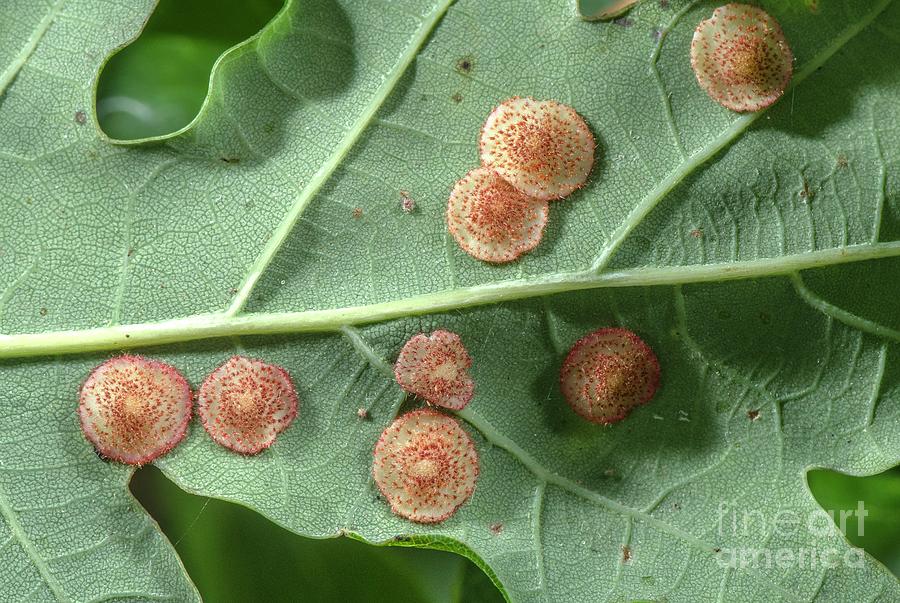 Common Spangle Galls Photograph by Bob Gibbons/science Photo Library