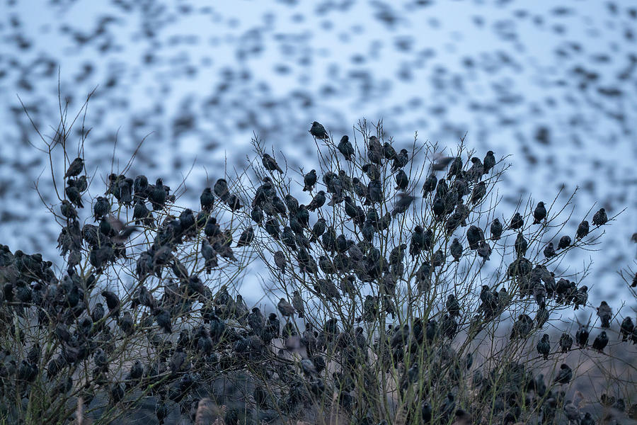 Common Starling Flock Gathering In Their Thousands Photograph by David ...