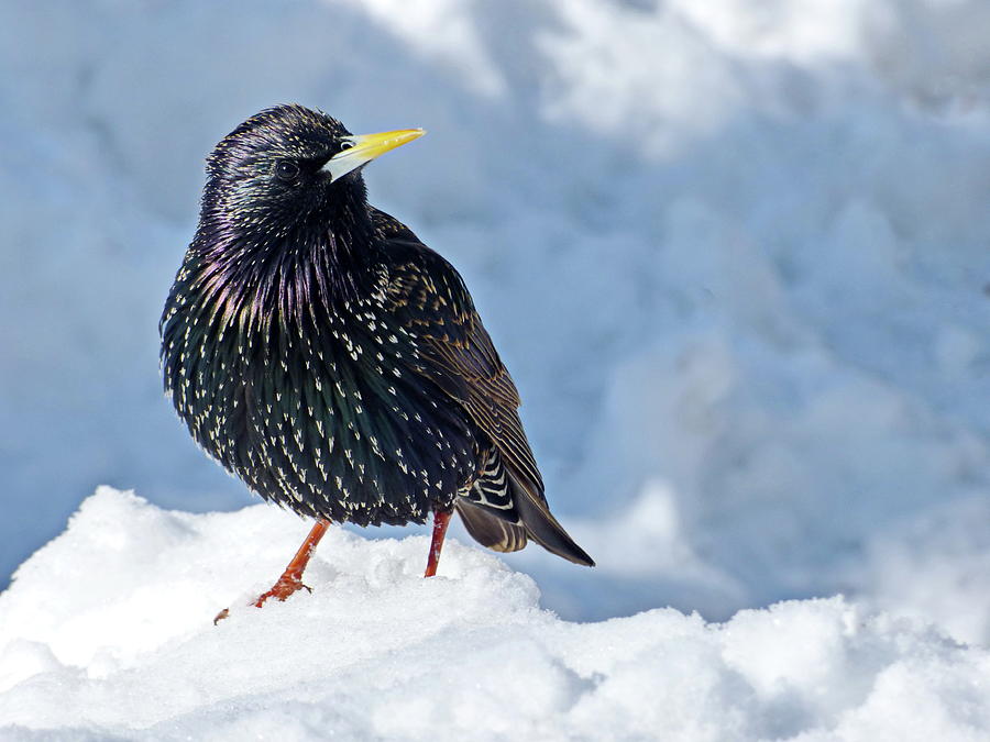 Common Starling in Winter Photograph by Lyuba Filatova