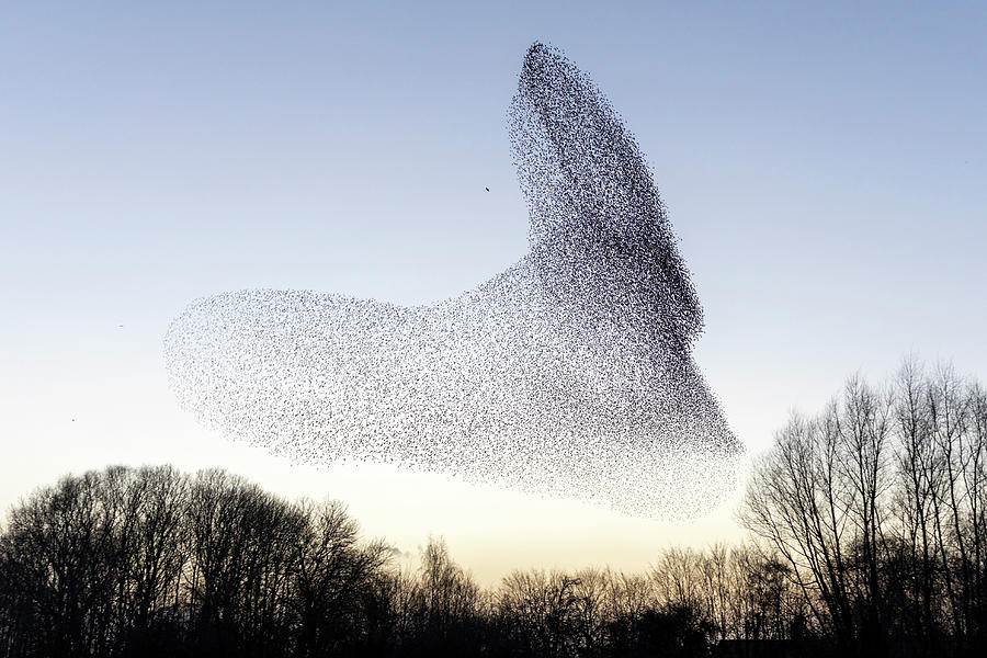 Common Starling Murmuration, Flock Pursued By Peregrine Photograph by David Pattyn / Naturepl.com Common Starling Murmuration, Flock Pursued By Peregrine Photograph by David Pattyn / Naturepl.com