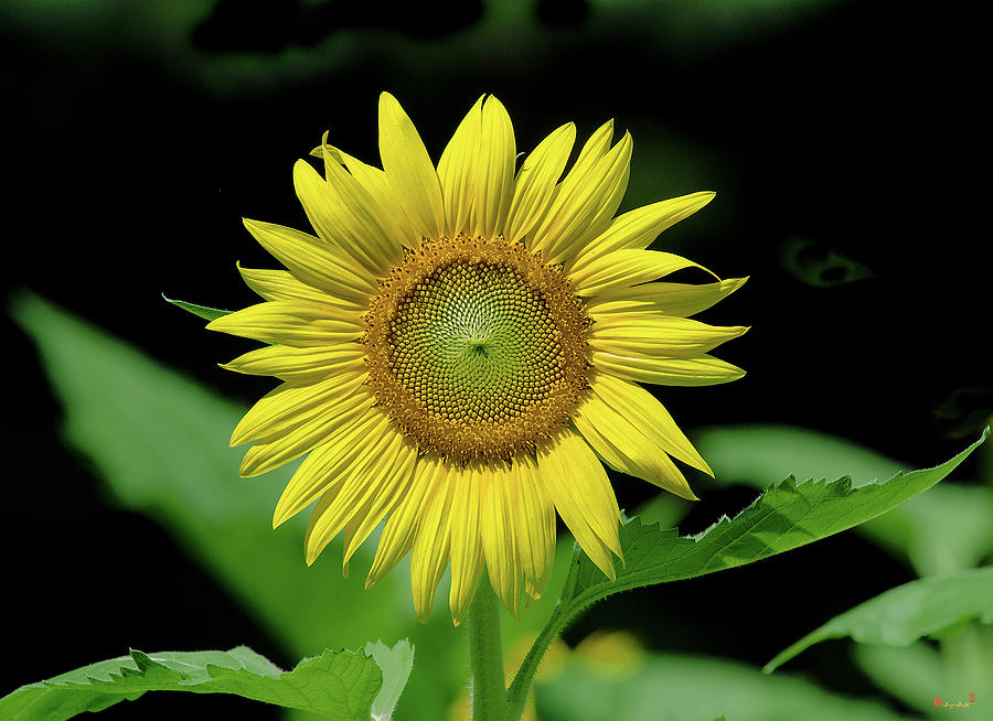 Common Sunflower DFL0982 Photograph by Gerry Gantt