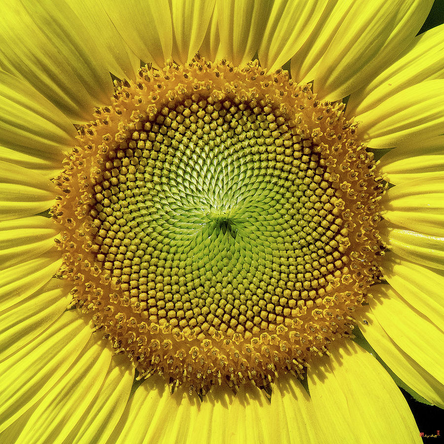 Common Sunflower Patterns in the Capitulum DFL0983 Photograph by Gerry Gantt