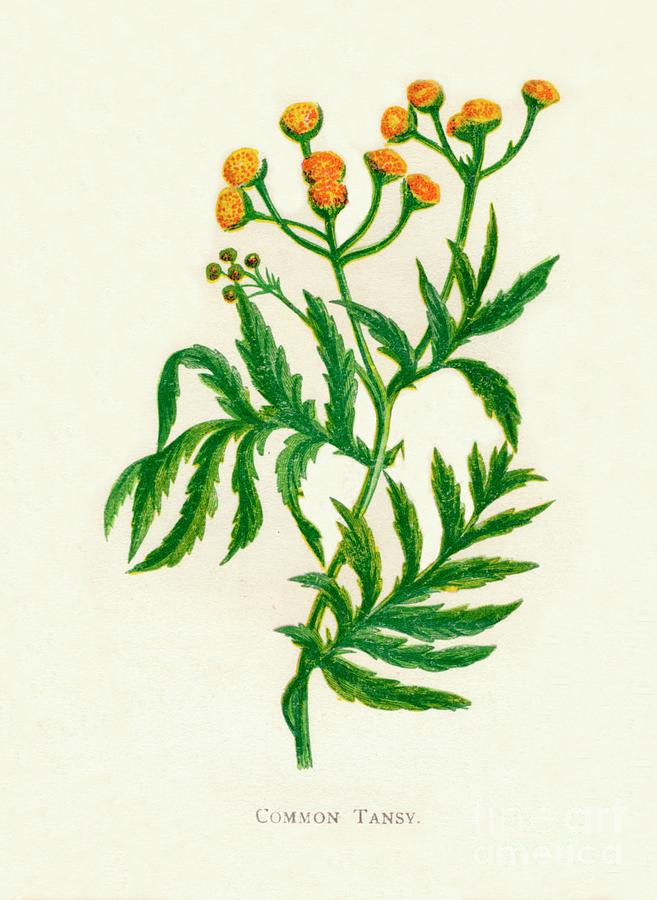 Common Tansy, C1891, 1891 Drawing by Print Collector