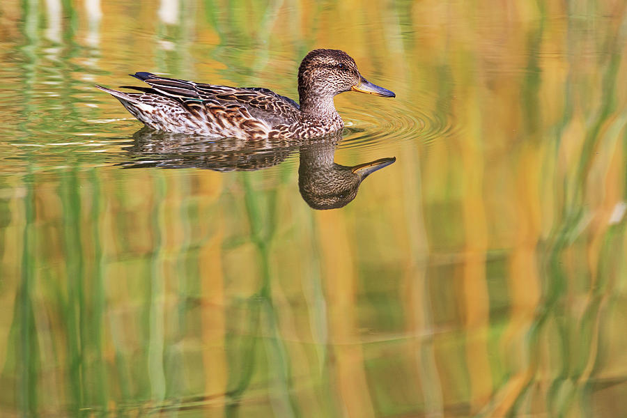 Common Teal Reflection Photograph by Heike Odermatt