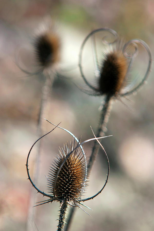Common Teasel Photograph by Christina Rollo