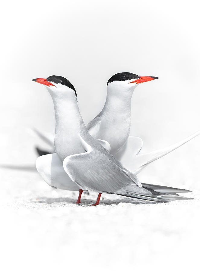 Wildlife Photograph - Common Tern Couple by Catherine W.