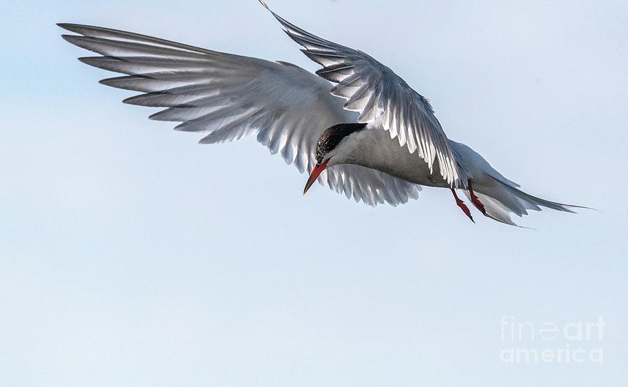 Common Tern In Flight Photograph by Bob Gibbons/science Photo Library