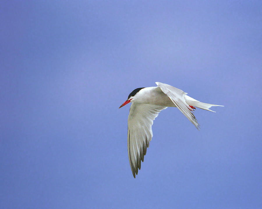 Common Tern In Flight, Cape Cod Photograph By Ross Warner - Pixels