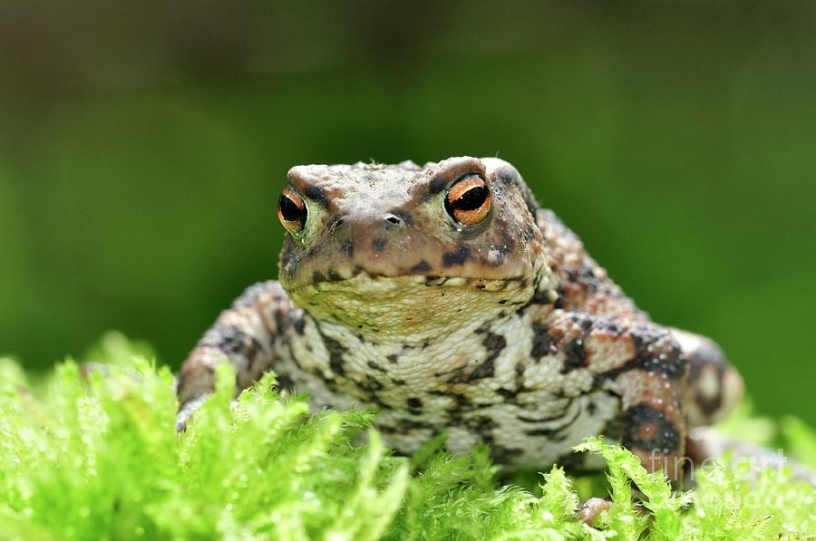 Common Toad Photograph by Colin Varndell/science Photo Library
