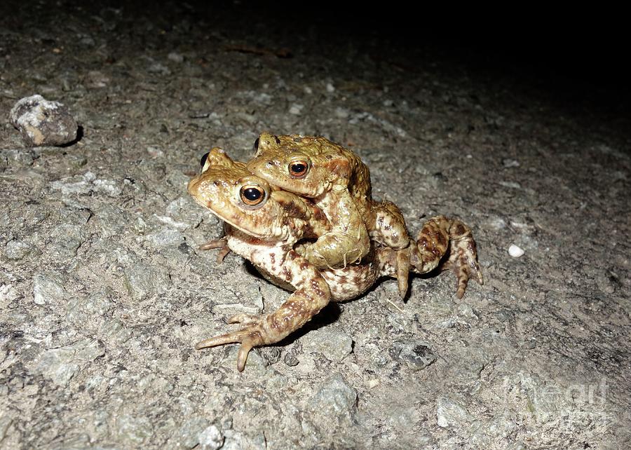 Common Toads (bufo Bufo) Photograph by Cordelia Molloy/science Photo ...