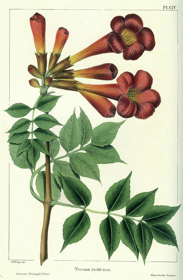 Common Trumpet Flower Drawing by Unknown