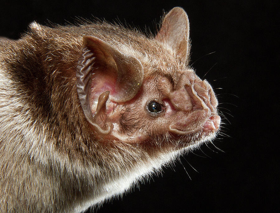 Common Vampire Bat Portrait, Pantanal, Mato Grosso Brazil Photograph by ...