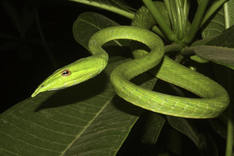 Common Vine Snake Ahaetulla Nasuta Photograph by Ephotocorp - Fine Art ...