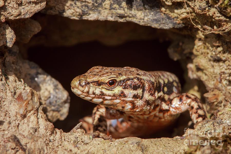 Nature Photograph - Common Wall Lizard by Heath Mcdonald/science Photo Library