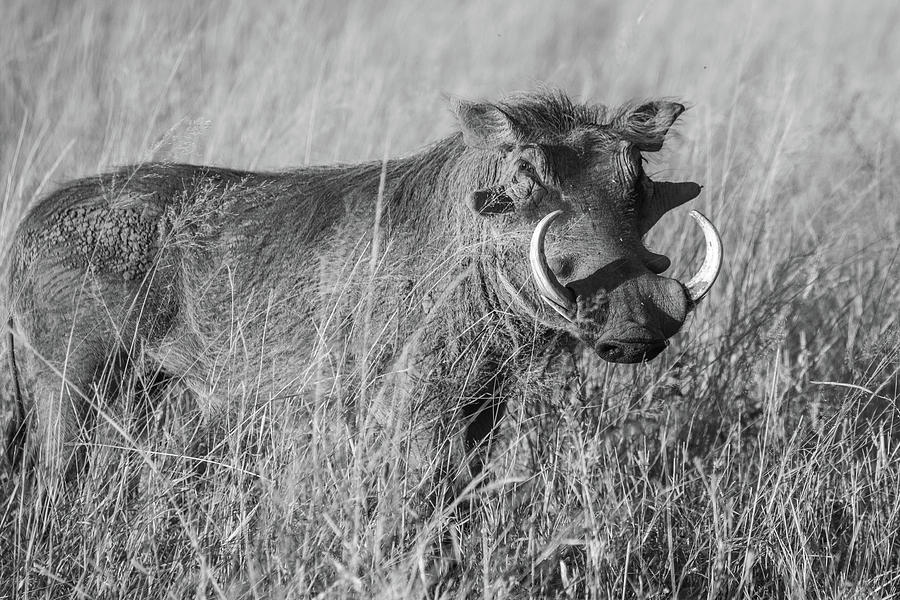 Common Warthog Photograph by Douglas Wielfaert