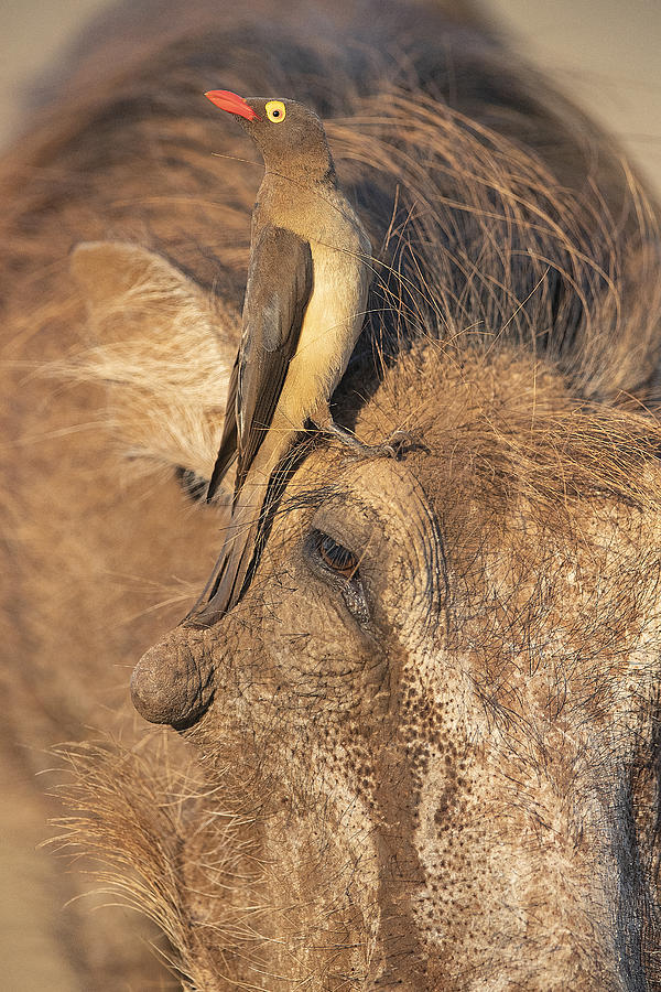 Common Warthog Photograph by Joan Gil Raga