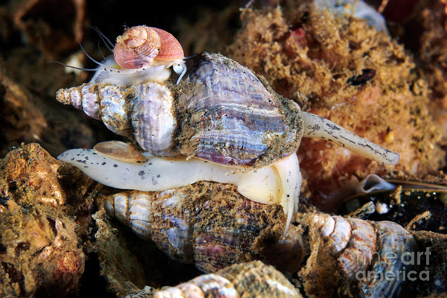 Common Whelk With Greenland Margarite Marine Snail Photograph by ...