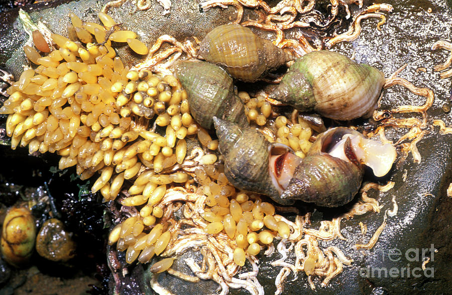 Common Whelks Photograph by Dr Keith Wheeler/science Photo Library
