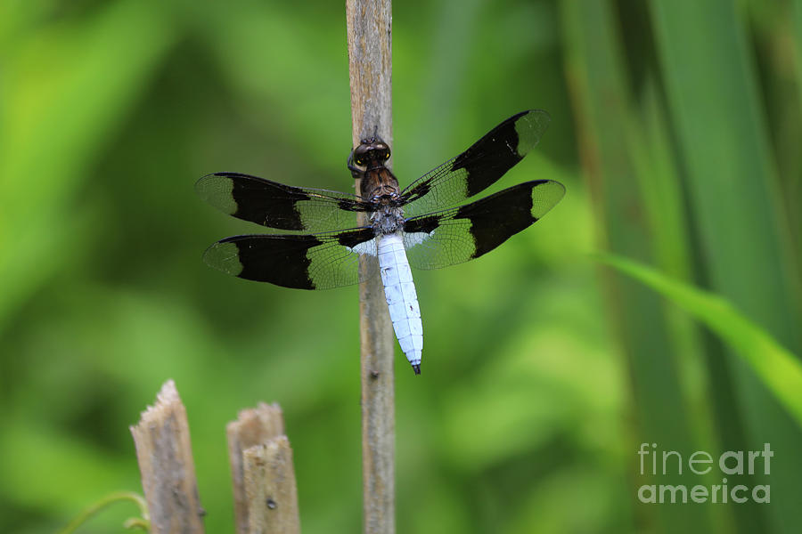 Common whitetail or long-tailed skimmer Photograph by Paula Guttilla